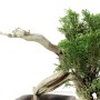 Cascade Juniperus sabina bonsai raw material