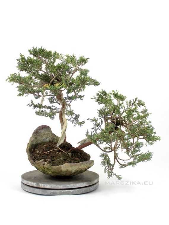 Dupla törzsű Juniperus sabina bonsai kurama tálban