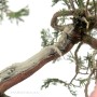 Dupla törzsű Juniperus sabina bonsai kurama tálban