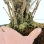 Ginkgo biloba - többtörzsű japán Páfrányfenyő bonsai 04.