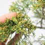 Juniperus sabina bunjin bonsai alapanyag