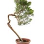 Juniperus sabina bunjin bonsai alapanyag