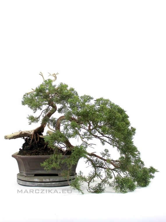 Dupla törzsű Juniperus sabina bonsai alapanyag