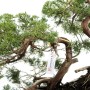 Dupla törzsű Juniperus sabina bonsai alapanyag