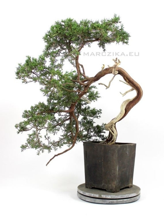 Juniperus sabina pre bonsai - bunjin juniper raw material