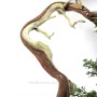 Juniperus sabina pre bonsai - bunjin boróka alapanyag