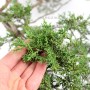 Juniperus sabina pre bonsai - bunjin boróka alapanyag