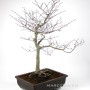 Fagus crenata - Japán fehér bükk bonsai