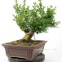 Buxus sempervirens pre bonsai