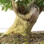 Buxus sempervirens pre bonsai