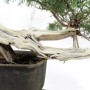 Juniperus sabina - kaszkád boróka bonsai alapanyag