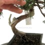 Boróka bonsai alapanyag - Juniperus sabina
