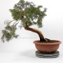 Arched trunk juniper bonsai raw material - Juniperus sabina