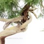 Arched trunk juniper bonsai raw material - Juniperus sabina