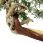 Íves törzsű boróka bonsai alapanyag - Juniperus sabina 