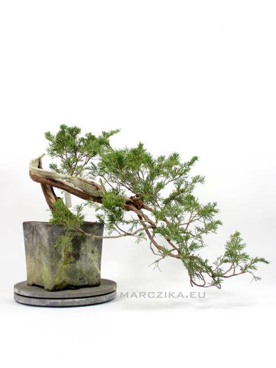 Cascade juniper bonsai raw material - Juniperus sabina
