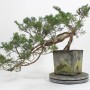 Kaszkád boróka bonsai alapanyag - Juniperus sabina