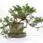 Kaszkád boróka bonsai alapanyag - Juniperus sabina