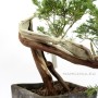 Cascade juniper bonsai raw material - Juniperus sabina
