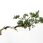 Bunjin boróka bonsai alapanyag - Juniperus sabina