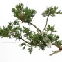 Bunjin boróka bonsai alapanyag - Juniperus sabina