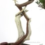Boróka pre bonsai - Juniperus sabina