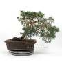 Juniperus sabina - boróka pre bonsai