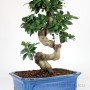 Nagy méretű hajlított törzsű Ficus ginseng bonsai 02.