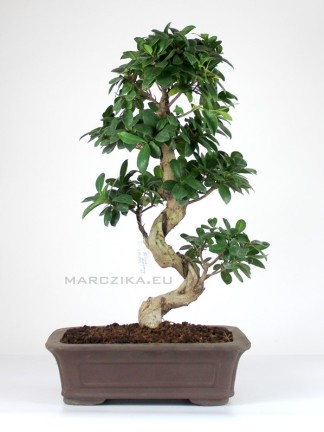  Nagy méretű hajlított törzsű Ficus ginseng bonsai 03.