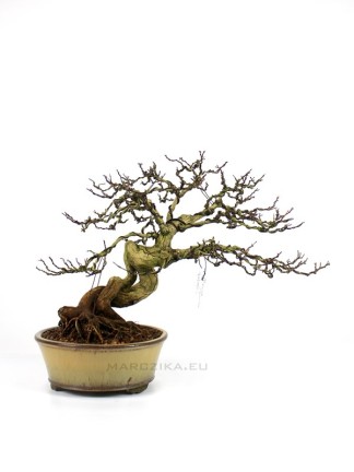 Premna japonica bonsai 02.