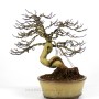 Premna japonica bonsai 02.