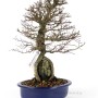 Ulmus parvifolia - Sekijoju Kínai szil bonsai
