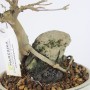 Sekijoju Acer buergerianum shohin bonsai