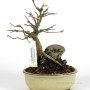Sekijoju Acer buergerianum shohin bonsai