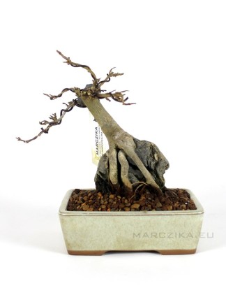 Acer buergerianum - sekijoju shohin bonsai