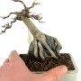 Acer buergerianum - sekijoju shohin bonsai