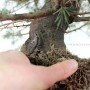 Cedrus deodara bonsai alapanyag