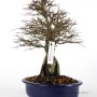 Ulmus parvifolia - Kínai szil - sekijoju bonsai