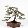 Juniperus chinensis - Chinese juniper bonsai