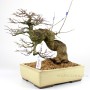 Acer buergerianum - Japán Háromerű juhar bonsai