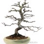 Hajlított törzsű Pseudocydonia sinensis japán bonsai