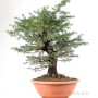 Cedrus deodara bonsai előanyag