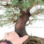 Cedrus deodara bonsai előanyag