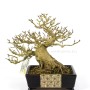 Premna japonica classic  shohin bonsai from Japan
