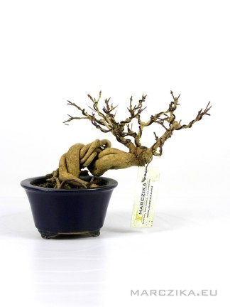 Premna japonica - Szagos juhar bonsai előanyag 01