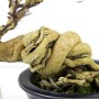 Premna japonica - Stinky Maple pre-bonsai 01