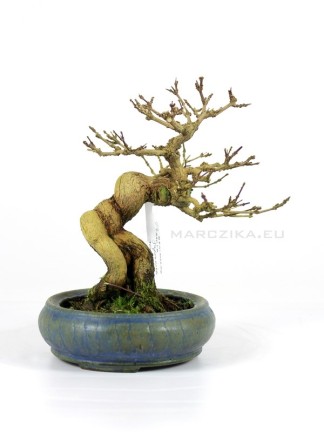 Premna japonics shohin bonsai from Japan