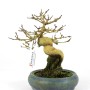 Premna japonica shohin bonsai Japánból