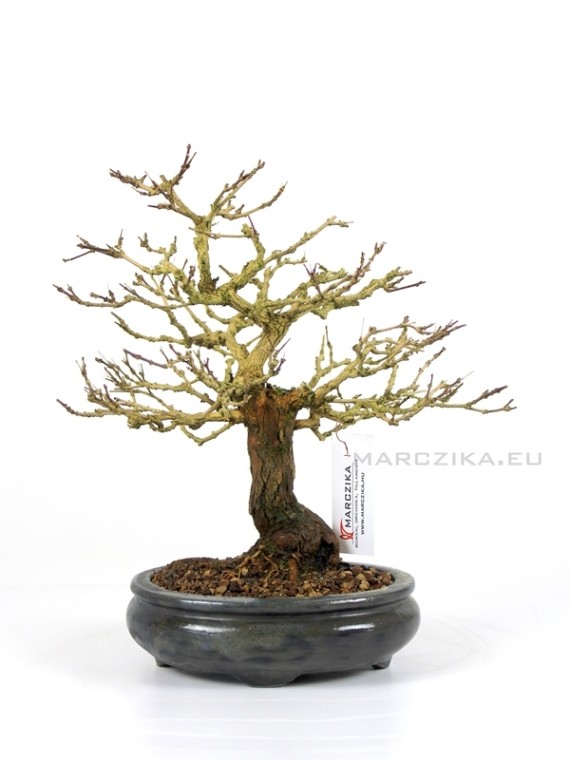 Premna japonica - Stinky maple shohin pre-bonsai
