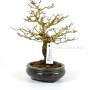 Premna japonica - Stinky maple shohin pre-bonsai